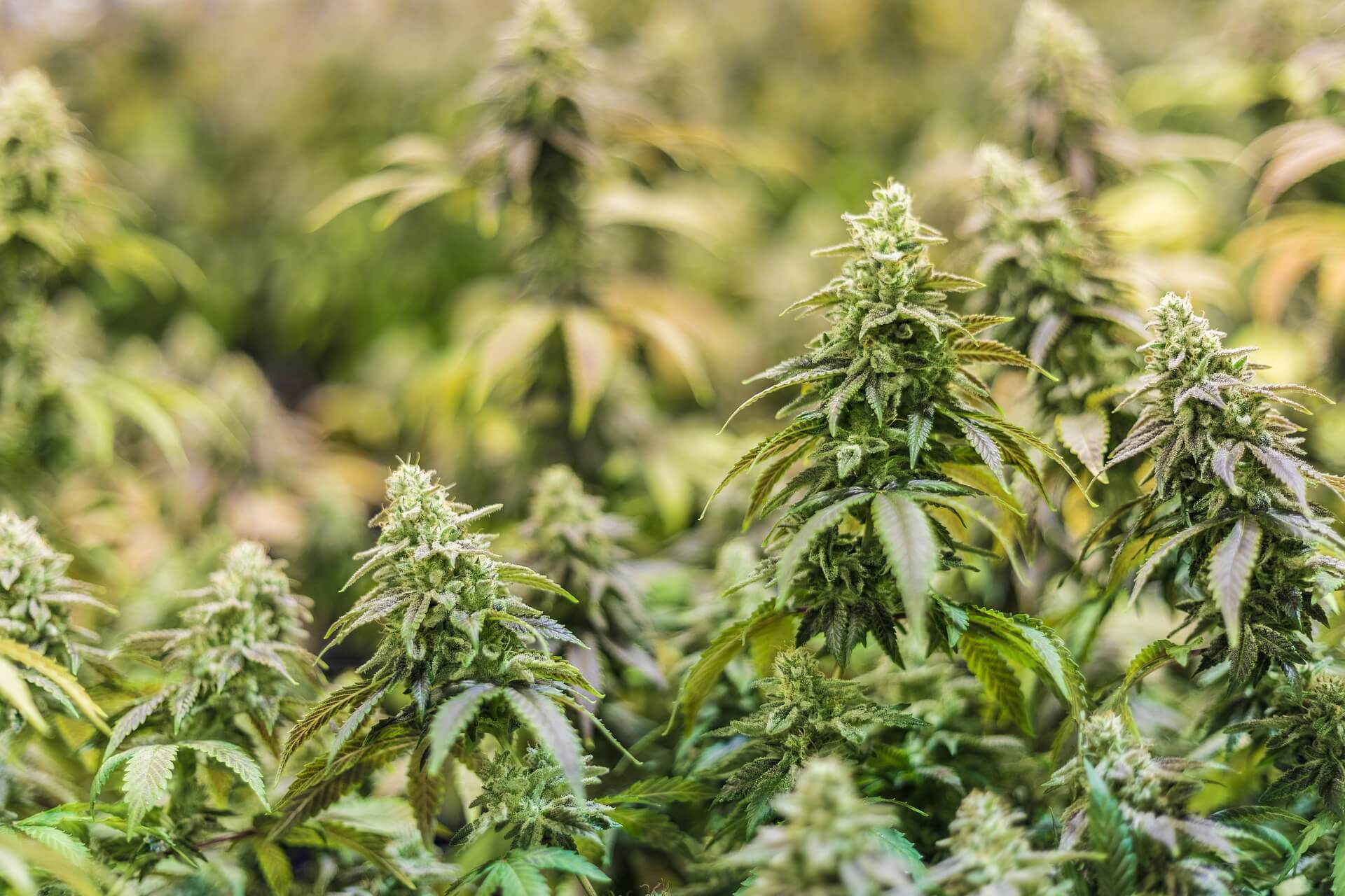 Image of Buying THCA flower in pounds – The retailer’s guide